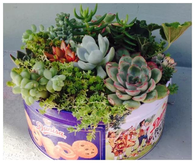 ▼饼干盒装盆栽,充当花盆的角色,毫不逊色于普通的花盆.