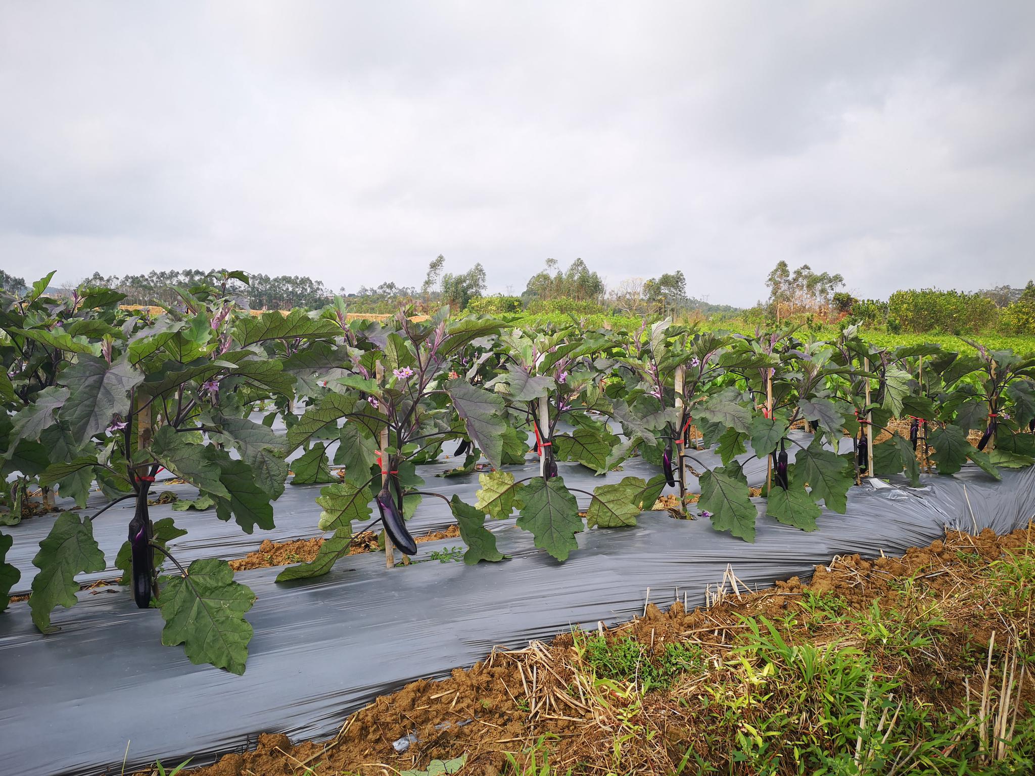 我在村里种茄子:珠海高新区驻高坡村第一书记 严陈