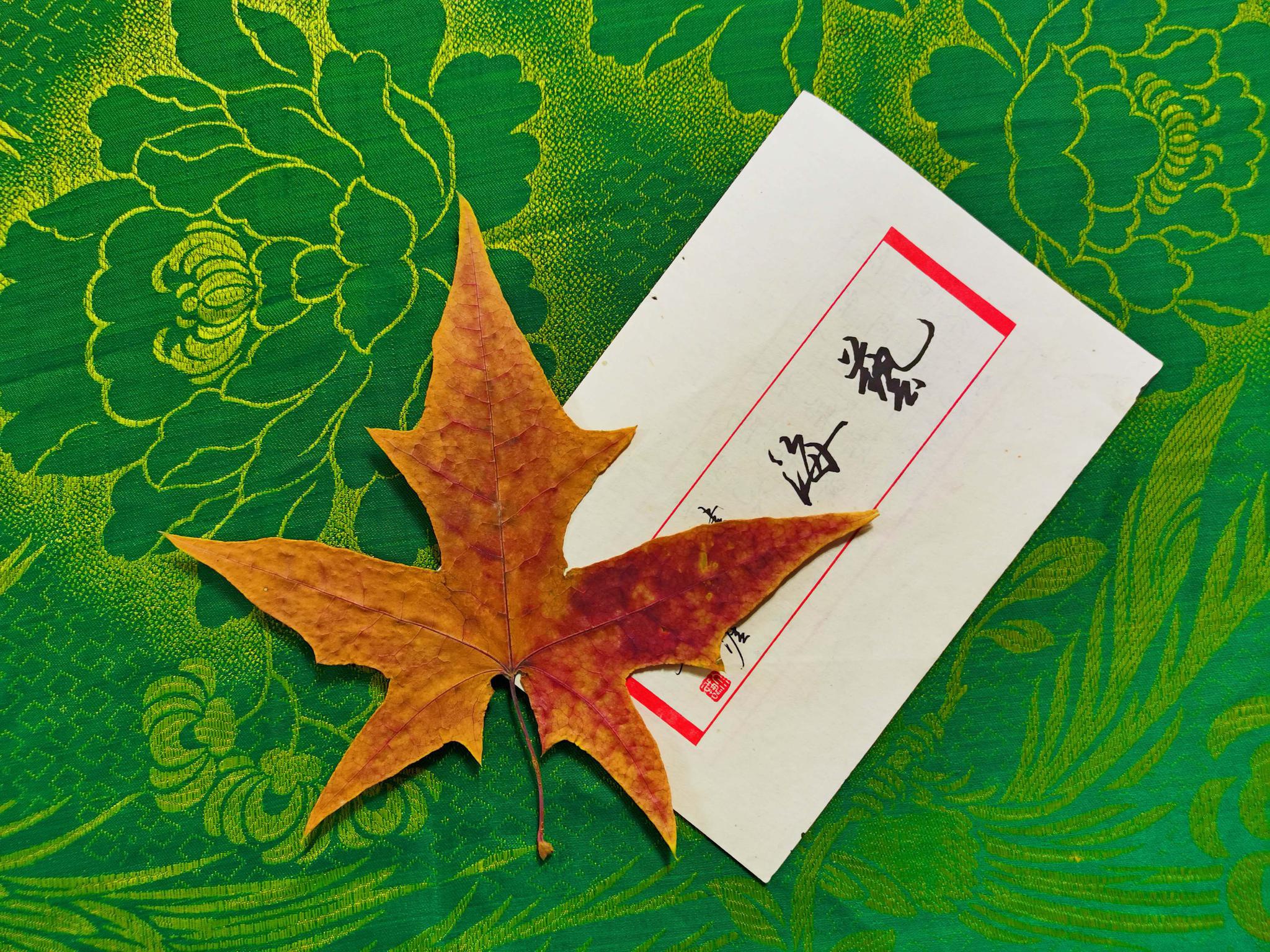 一片枫叶一张字帖,原创拍摄