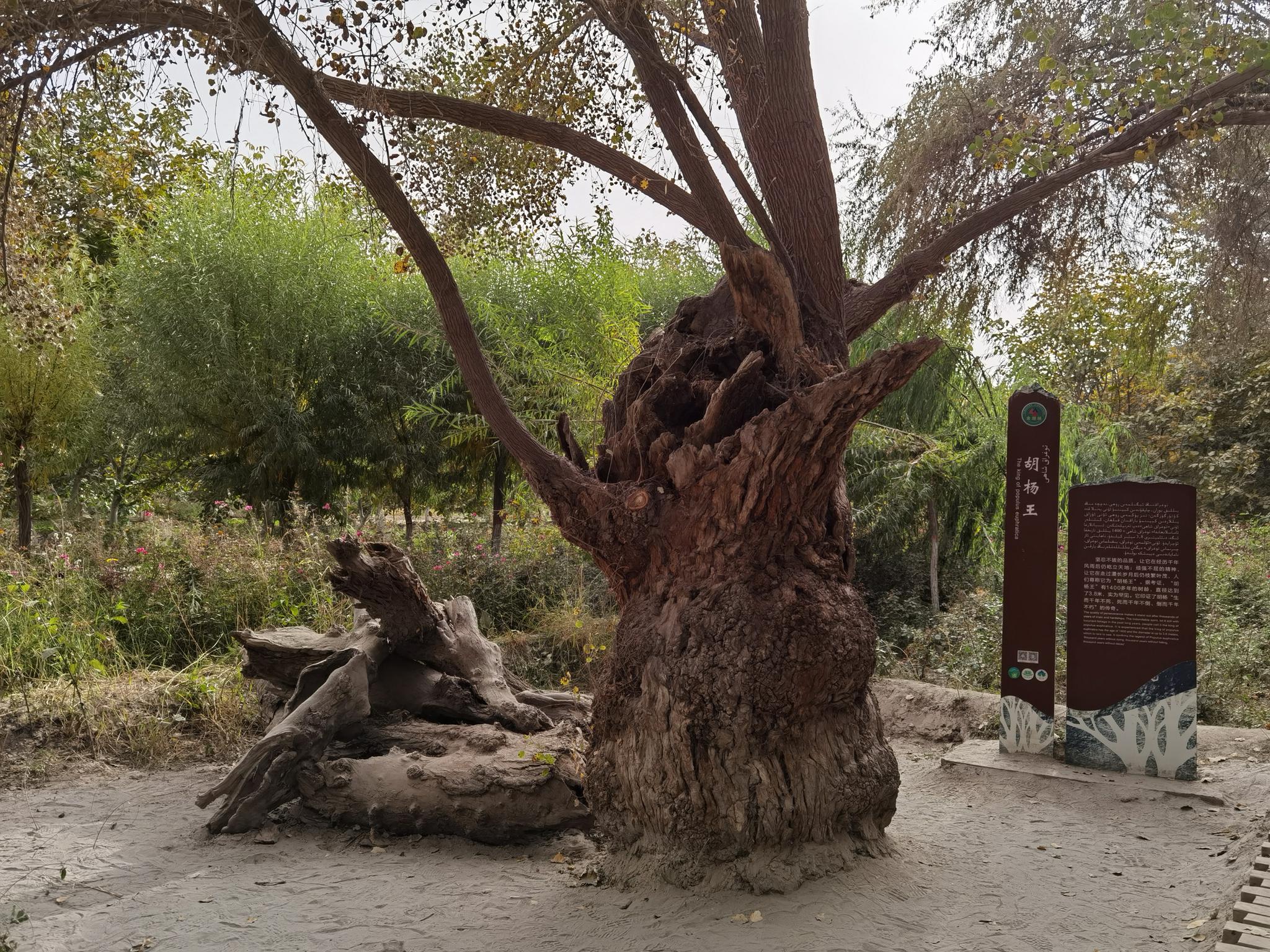 思窝甜酸甜酸mm:金湖杨国家森林公园,探秘1400多岁胡杨王