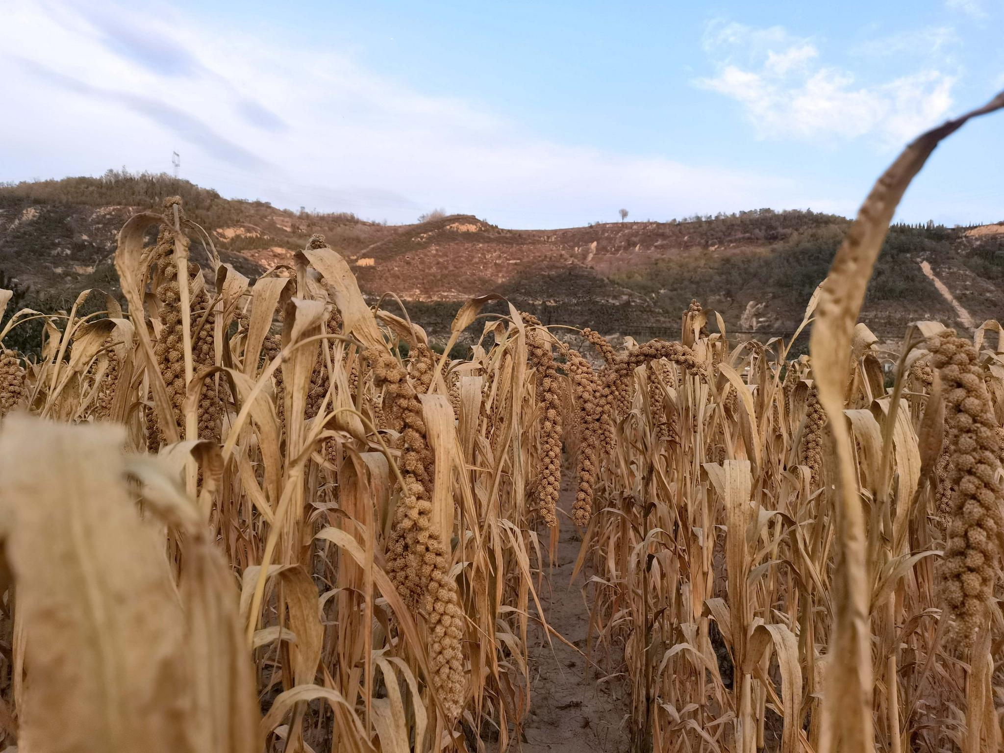 思窝安塞腰鼓:粟(小米,谷子),是中国最早驯化的栽培谷物之一