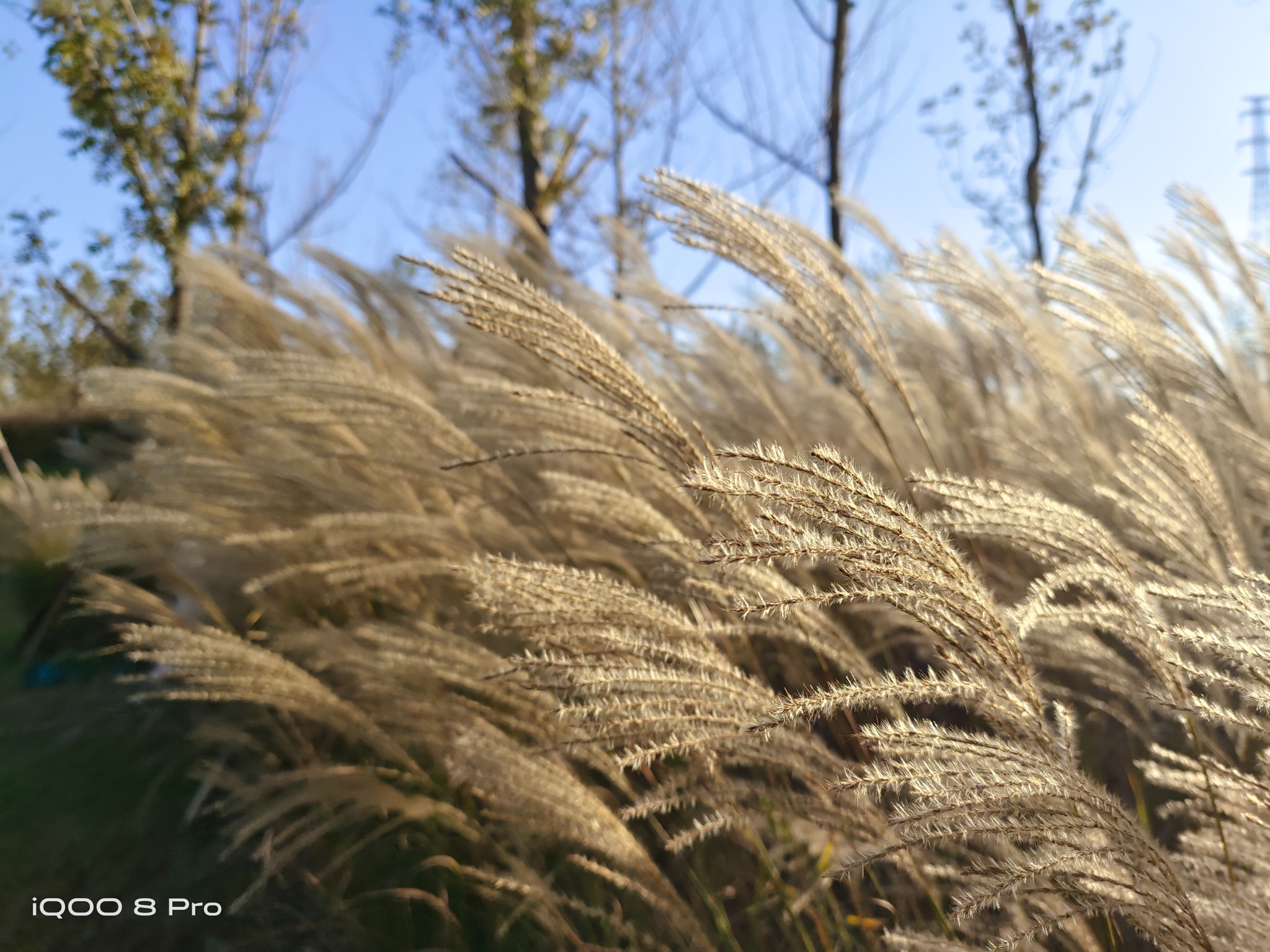 全面评测：iQOO 8 Pro同价位销量夺冠  为什么这么多人选择它？休闲区蓝鸢梦想 - Www.slyday.coM