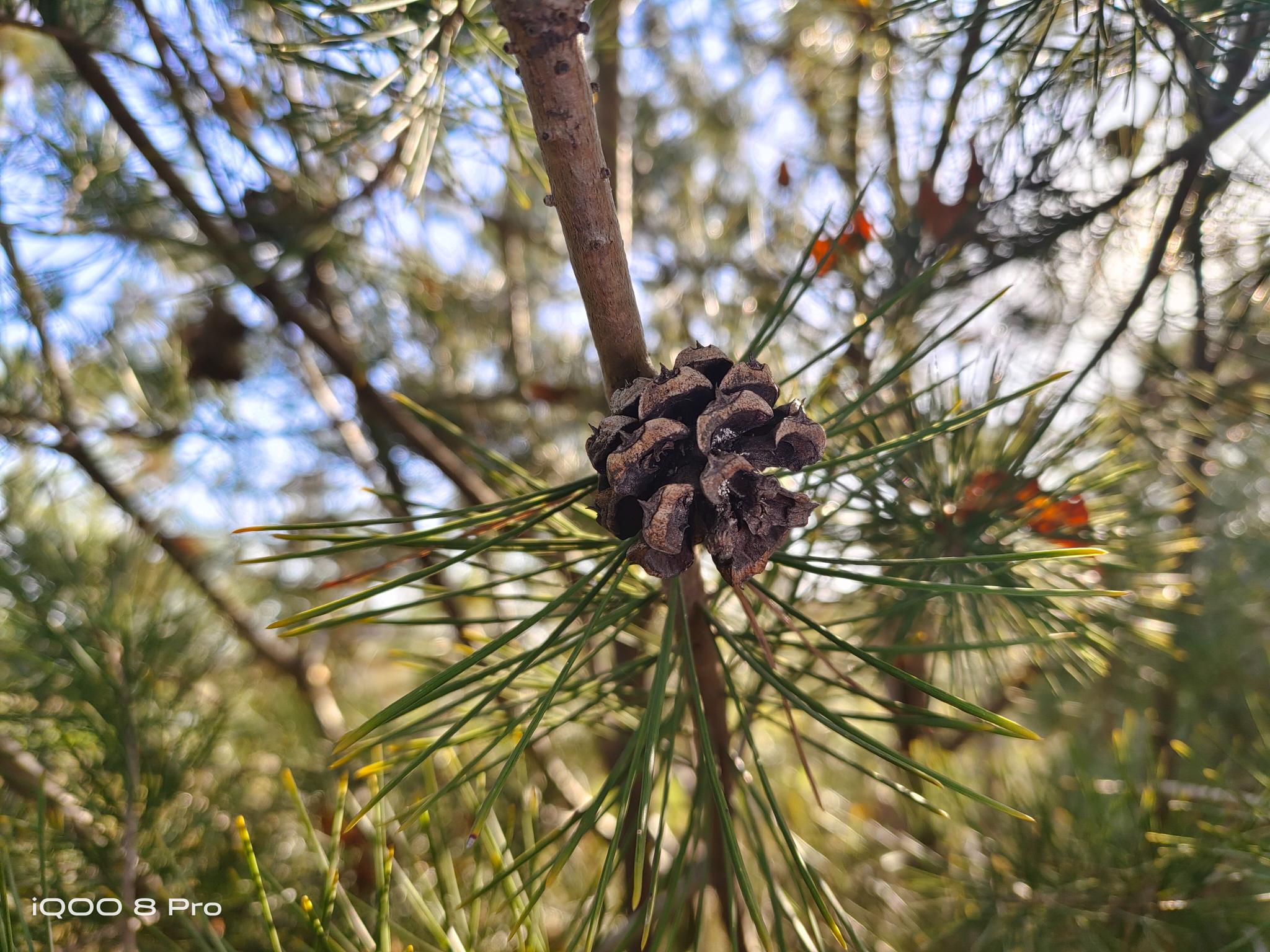 全面评测：iQOO 8 Pro同价位销量夺冠  为什么这么多人选择它？休闲区蓝鸢梦想 - Www.slyday.coM