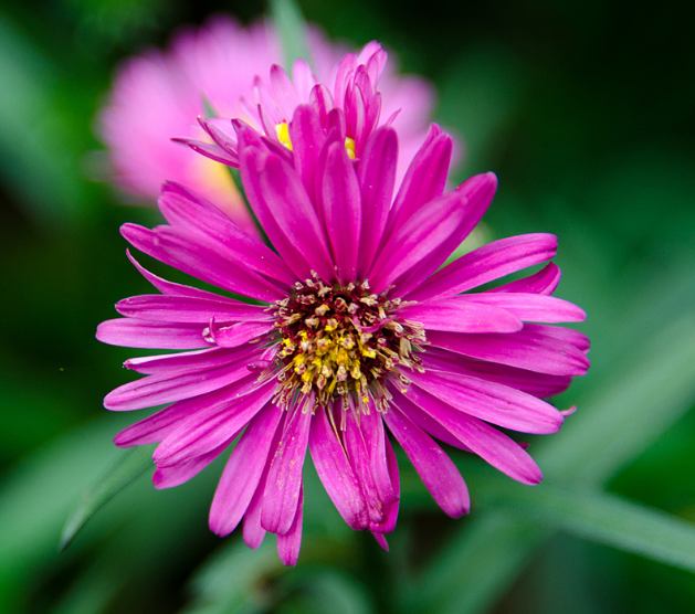 此花有着发财和喜悦的含义 色彩斑斓随风飘逸 给人带来财富
