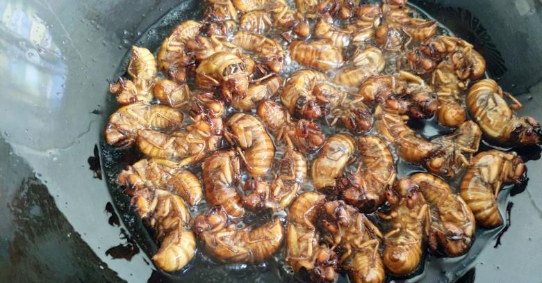 被外地人称为重口味的山东菜之油炸金蝉,你敢吃吗?__财经头条