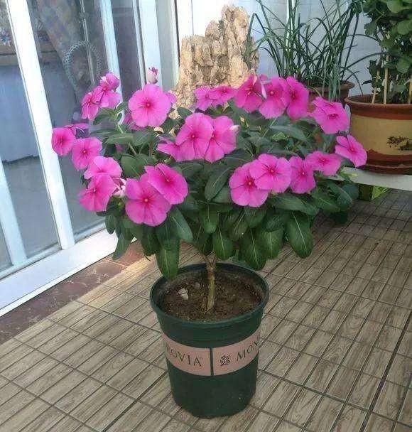 6种方式打造长春花老桩 棒棒糖 花开一簇簇 大花球很喜欢 高清图集 新浪网 6种方式打造长春花老桩 棒棒糖 花开一簇簇 大花球很喜欢 高清图集 新浪网