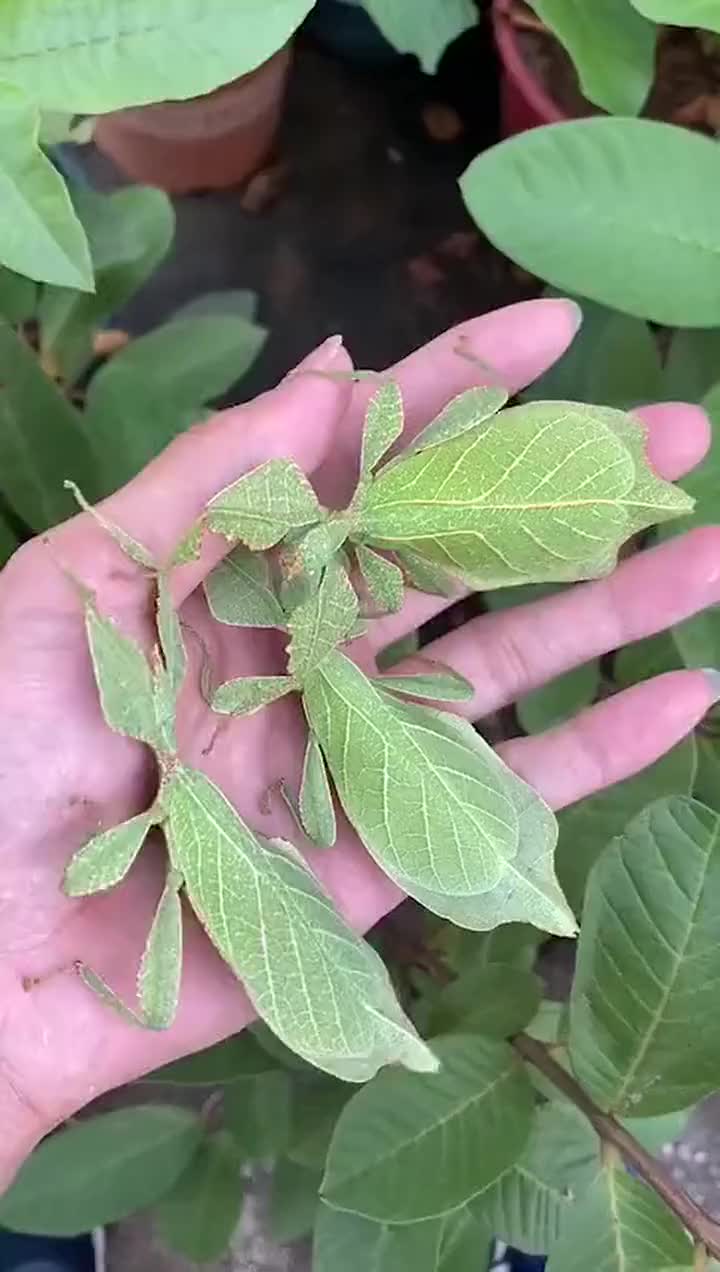 大自然的伪装术,长得像叶子的螳螂,不仔细瞧真看不出来