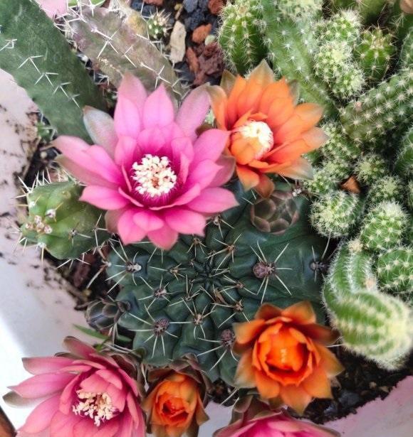 仙人球绯花玉,好养又便宜的多肉,耐晒耐旱,夏天还能开花