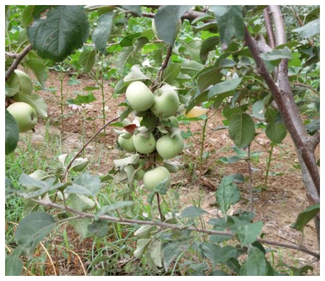 苹果树在生长的过程当中,需要不断的有肥料供应,有的朋友新种植苹果树