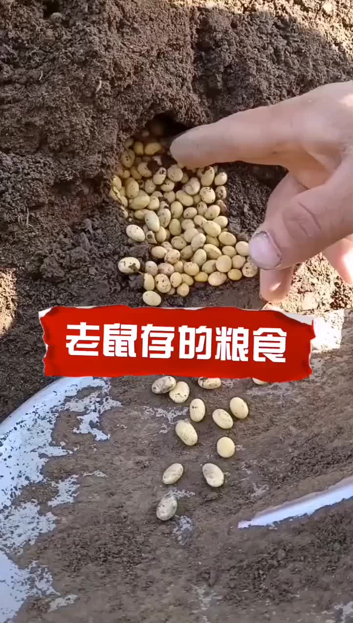你们见过老鼠存的粮食吗这么多这是存了多长时间呀