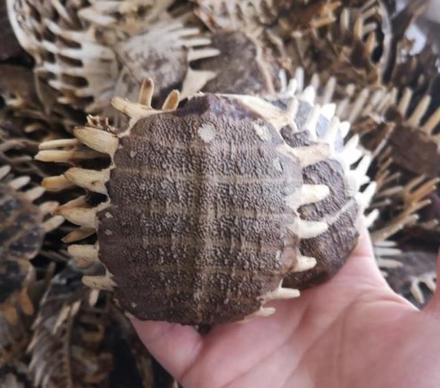 为什么有人吃农村大席要把老鳖盖收走老鳖盖有什么用