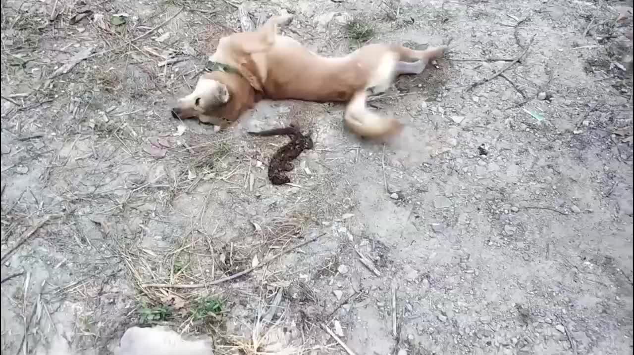 狗子一口咬住老鼠下一秒爽翻天