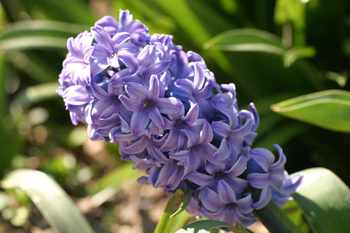 3种"女神花",好养易活花量大,满屋都是花香味,赏花喝茶都行