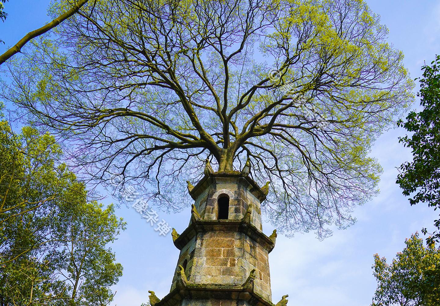 湖南“顶上长树”的传奇古塔，被村民奉为“宝贝”，真相让人意外