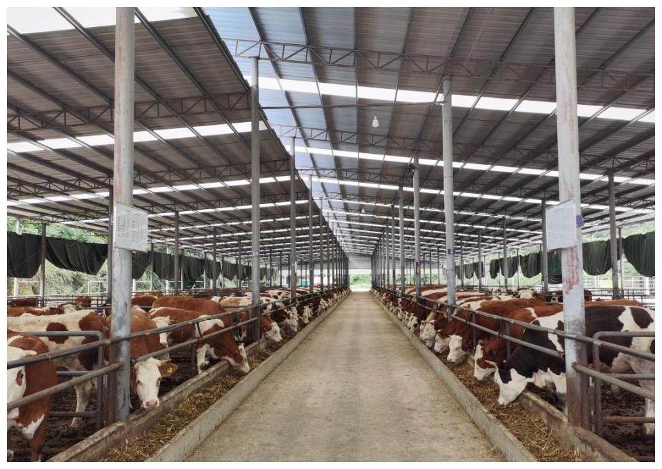 贵州思南:抓住"牛鼻子" 干好"牛事业"|贵州|养殖场|思南_新浪新闻