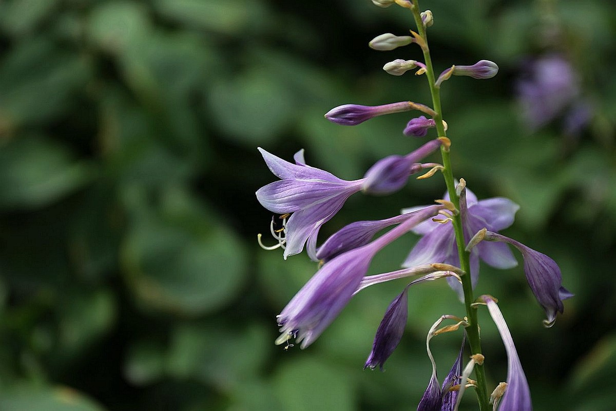 它温润如玉,它冰姿雪魄,它是我国古典的庭院阴生花卉"玉簪"!