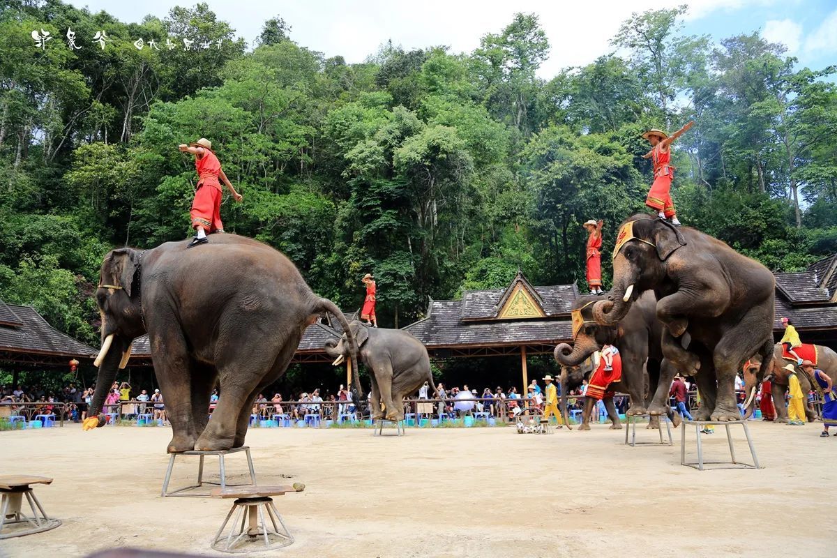 云南夏季旅游景点推荐02野象谷旅游攻略02免费语音导游