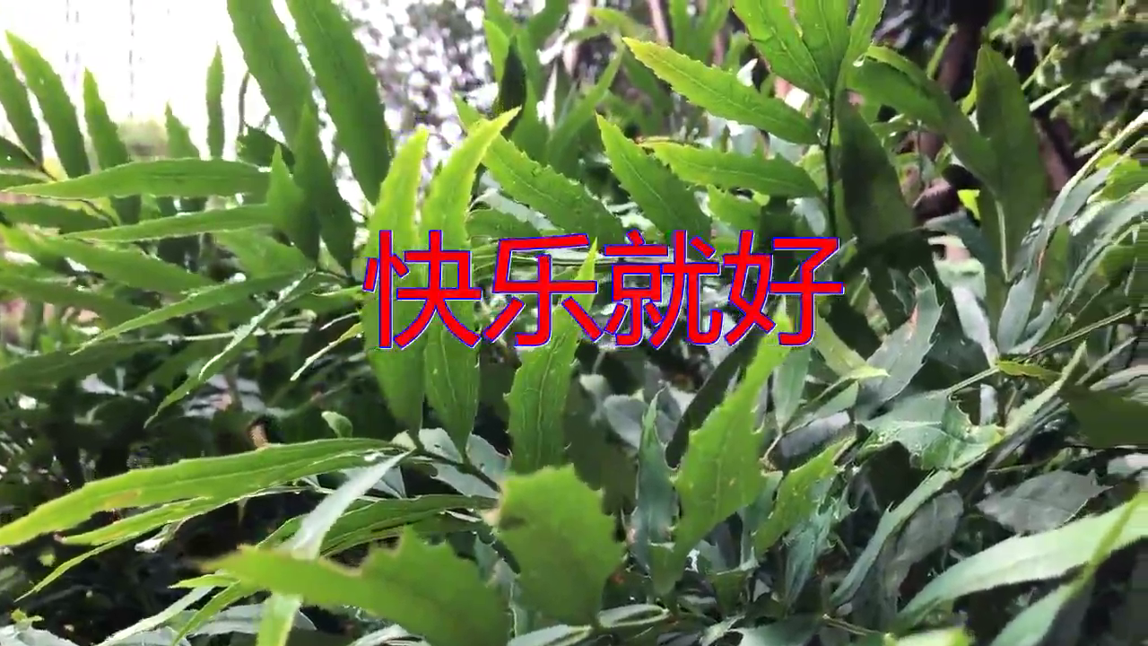 望海高歌《快乐就好》,激情洋溢,回味绵长