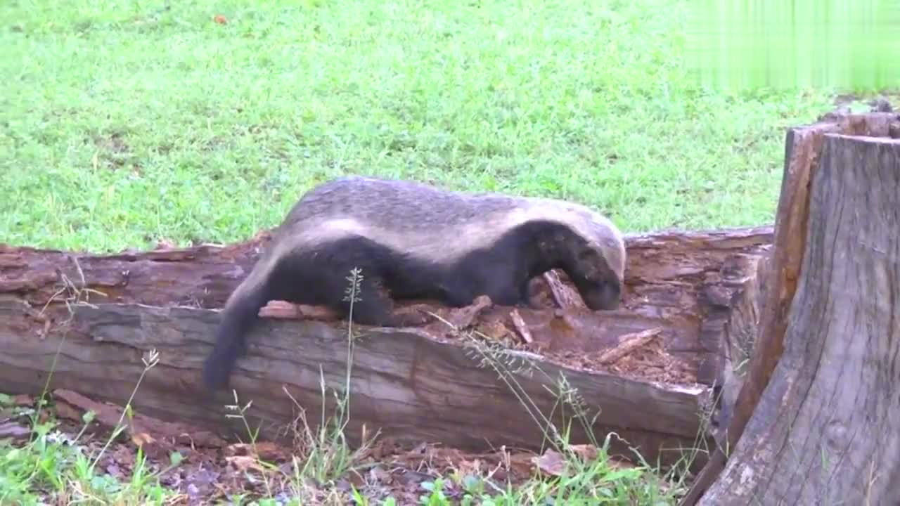 平头哥蜜獾在腐烂的原木上觅食蚂蚁和虫子,都是美餐_新浪新闻