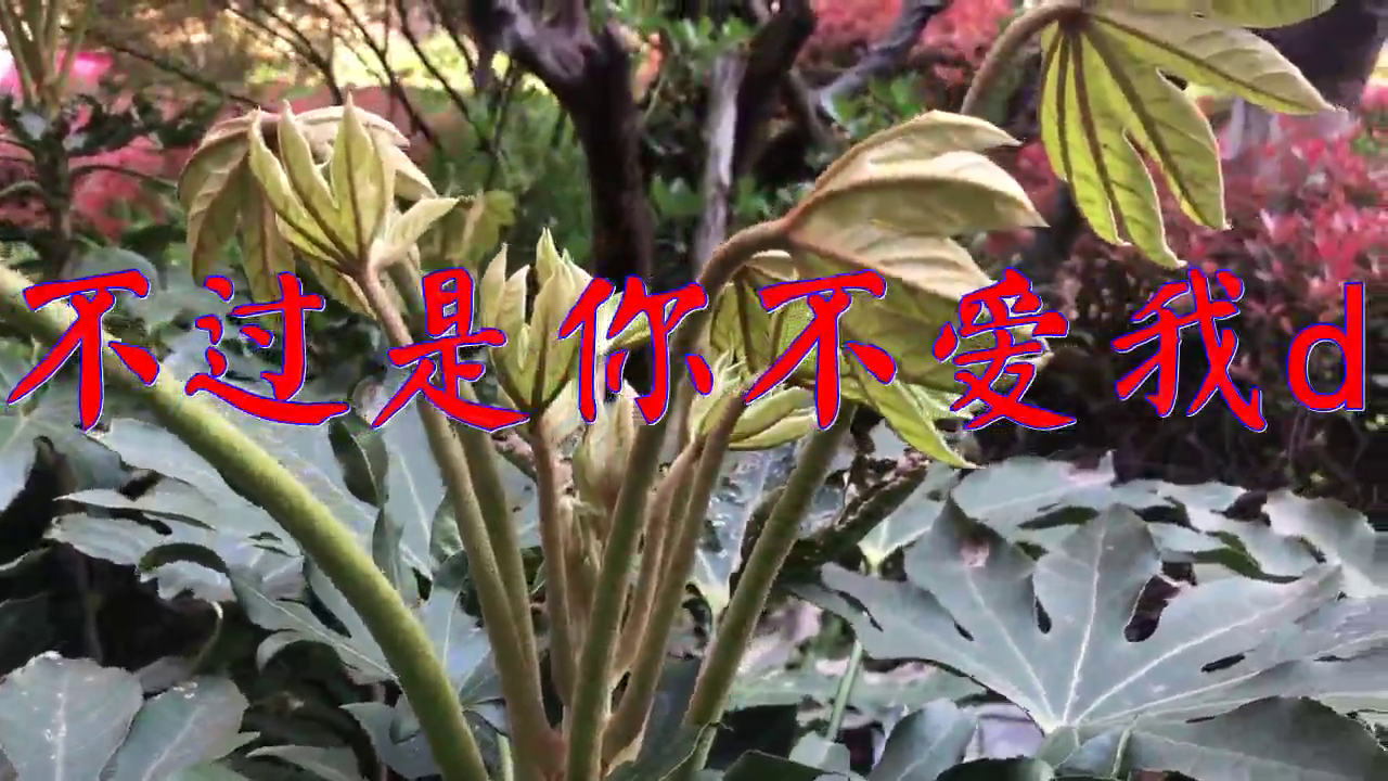 dj何鹏的一首《不过是你不爱我dj》,感情饱满,嗓音清澈悦耳