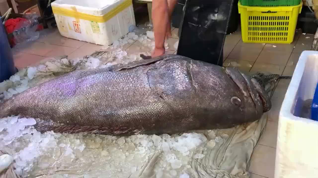 200斤巨型龙趸分解现场,鱼龄至少50年,当之无愧的石斑之王