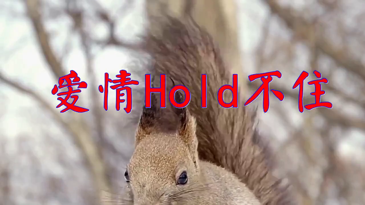 一首《爱情hold不住》,酥软人心,最美的声