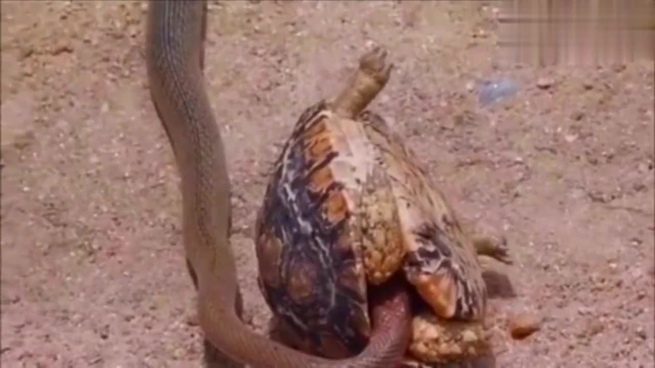 罕见的蛇龟生死搏斗青龙和玄武究竟谁才是最后的胜者 罕见的蛇龟生死搏斗青龙和玄武究竟谁才是最后的胜者