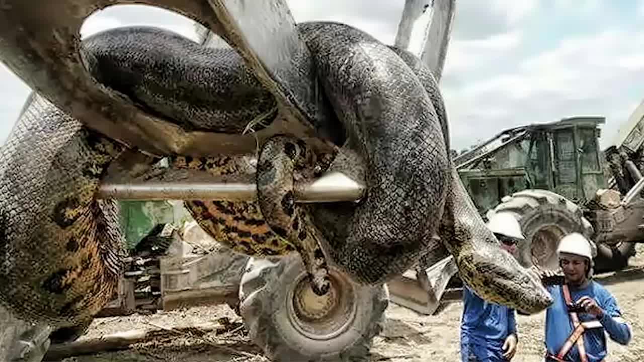 最大的蛇有多大?盘点世界上最大的几条巨蛇
