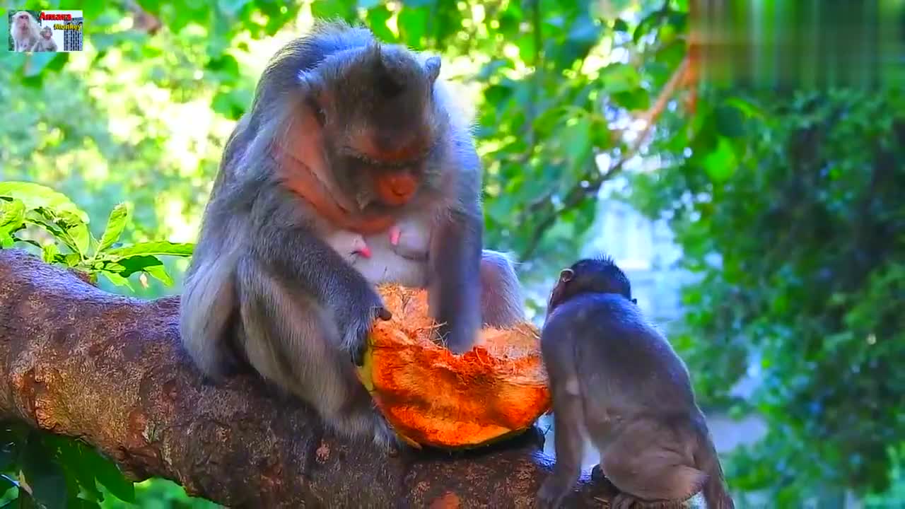 猴妈拿着椰子掏肉吃,小猴子伸长脖子想要吃,恨不得把头神进去
