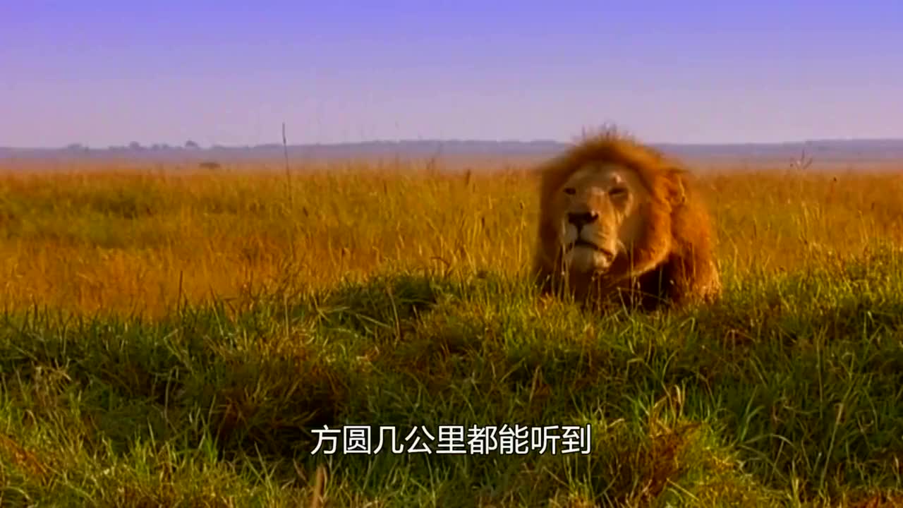 大猫日记:小狮子跟爸爸学叫,爸爸叫的低沉有力,自己奶声奶气的