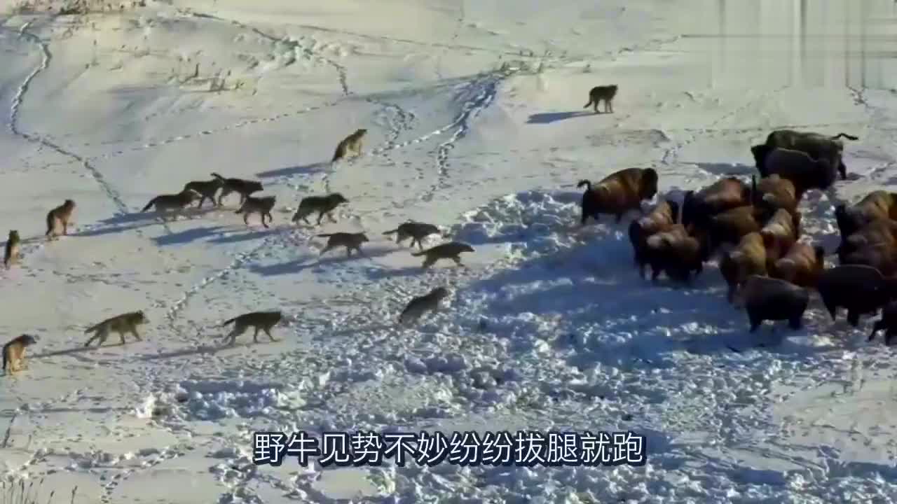 野牛被狼群围攻,怎料同伴却做出这样的举动,网友:真是猪队友