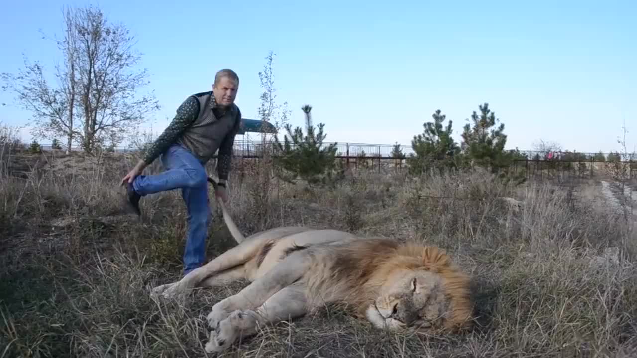 男子看雄獅正在睡覺,直接一皮鞋呼在獅子臉上,下一幕讓人意外