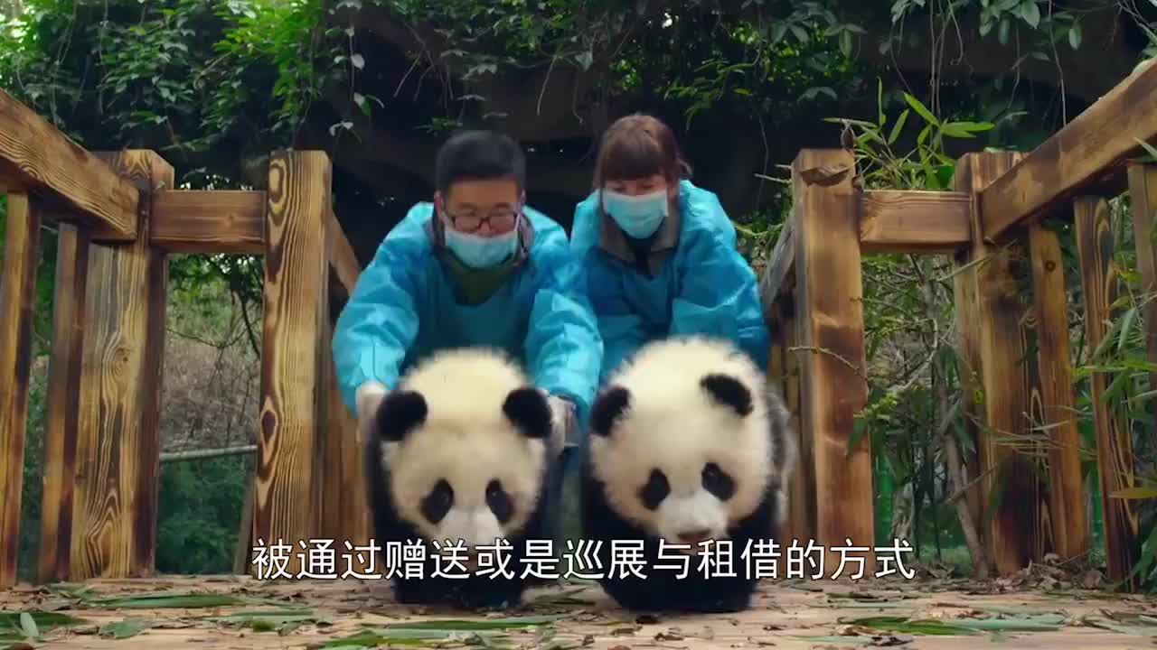 印度多次租借中国熊猫被拒,开始自己"造",接下来憋住别笑