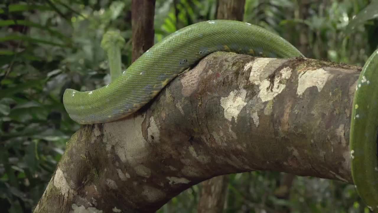 01:17 01:17 为您推荐: 蟒蛇捕猎掉入蚁窝,不料对方是行军蚁,咬的蟒蛇