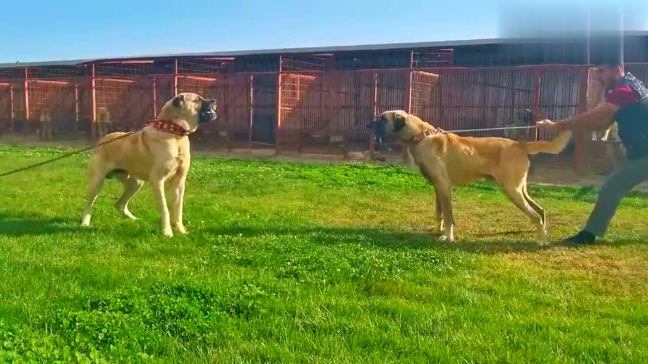 庞大而强壮的坎高犬与同伴对吼,饲养员拉着都吃力