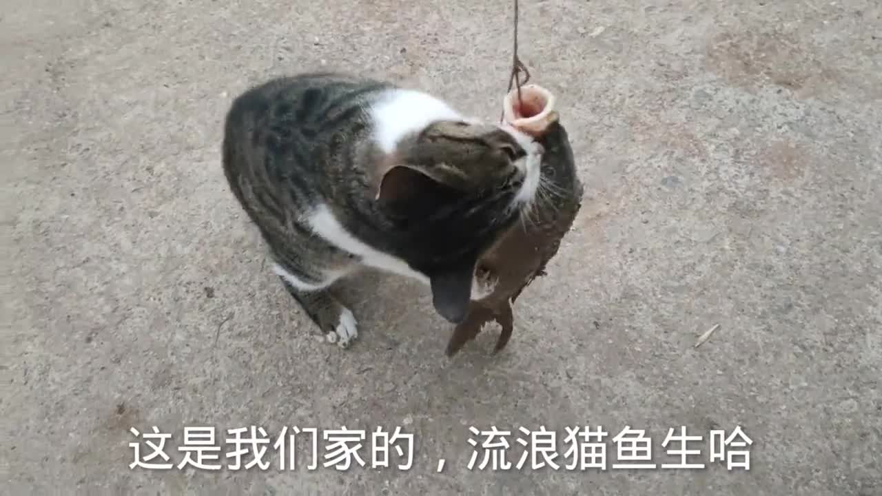 流浪猫池塘捕获两斤大鱼 收养了一只抓鱼高手 看鱼能吃完吗