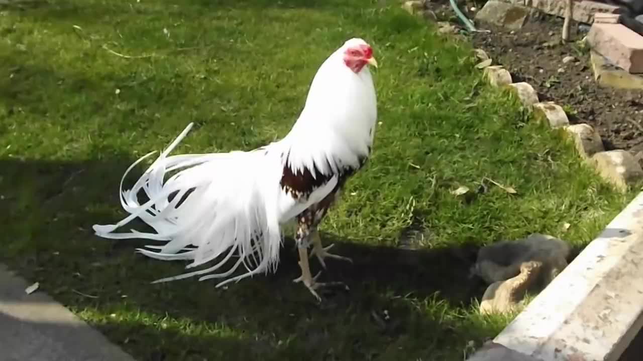 大爷养了只"白凤凰",养了5年不舍得吃,结果才得知价格不菲!