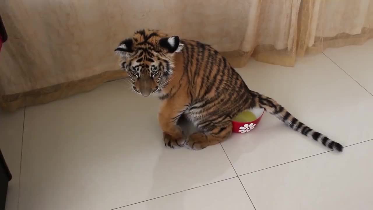 小老虎乖乖自己上厕所,接下来的画面憋住别笑,小老虎居然这么逗