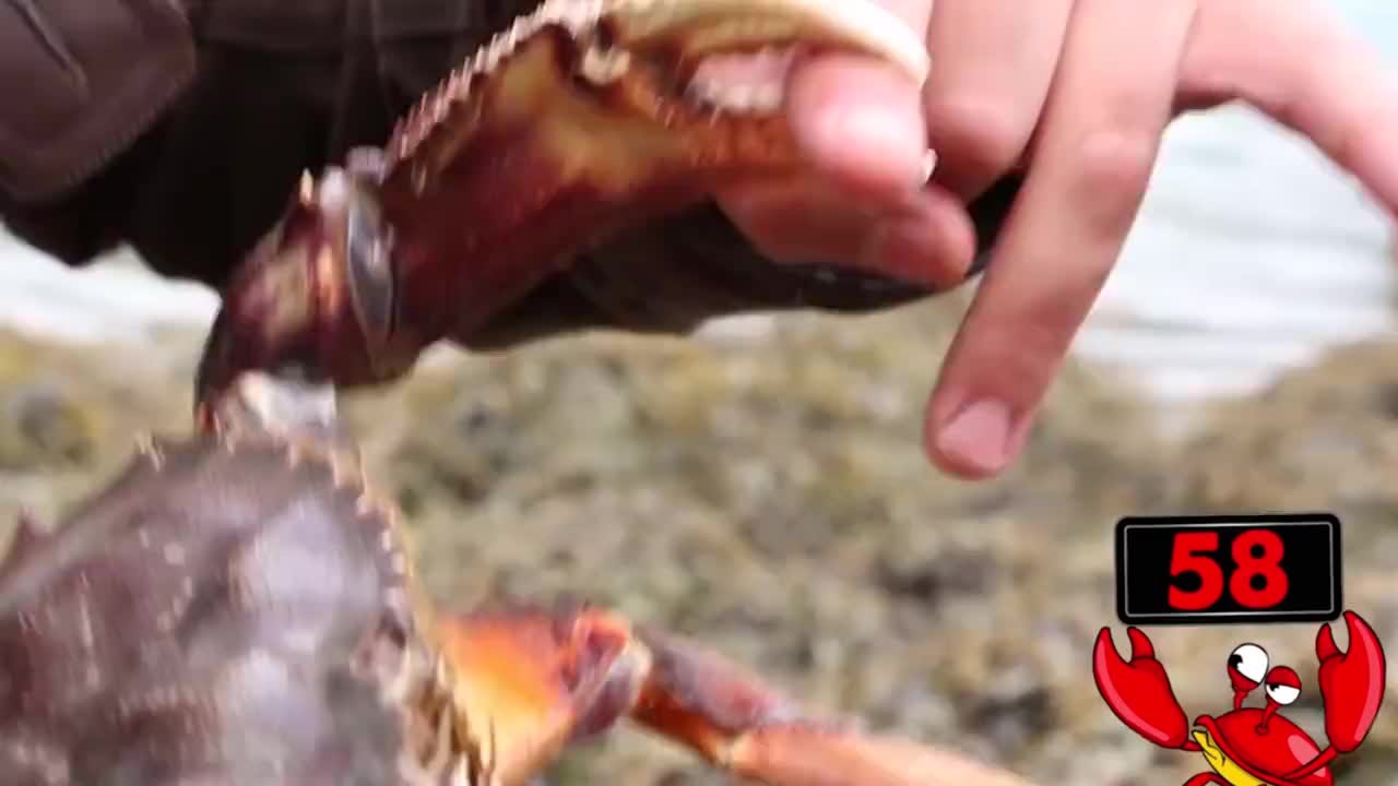 被螃蟹钳子夹住60秒,下一刻疼得嗷嗷叫!