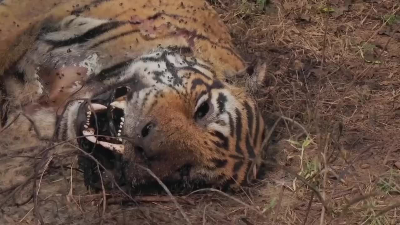 老虎躺在草丛一动不动,众人走进一看,瞬间流下了眼泪