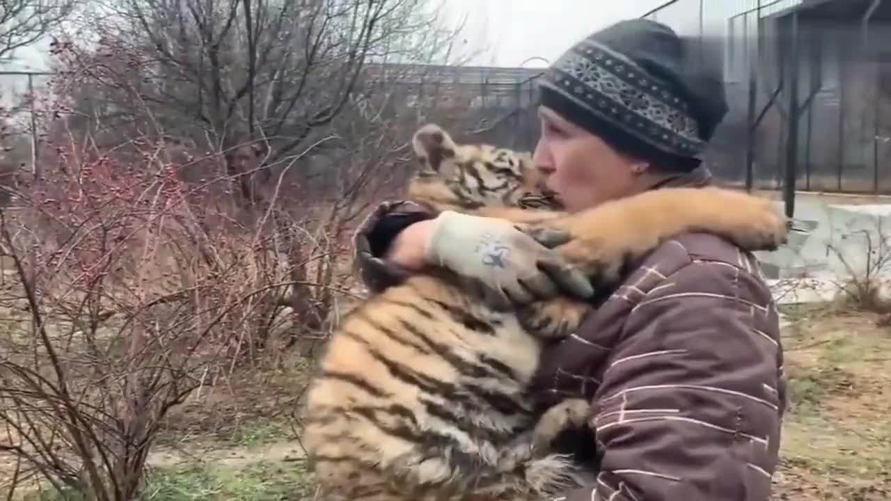 饲养员抱着小老虎,好像妈妈找到走丢的孩子重逢的画面,好感人