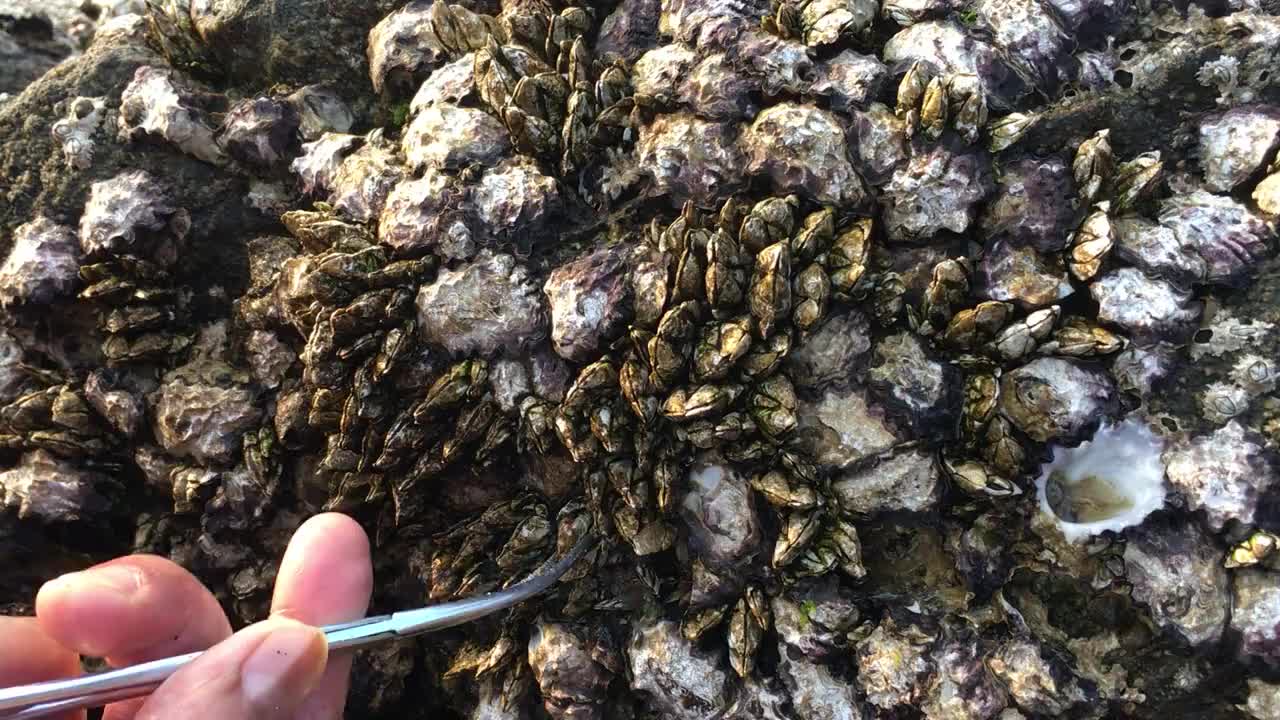 大家喜欢的佛手螺又来了闲牛这一次找的佛手螺又肥又大过瘾了