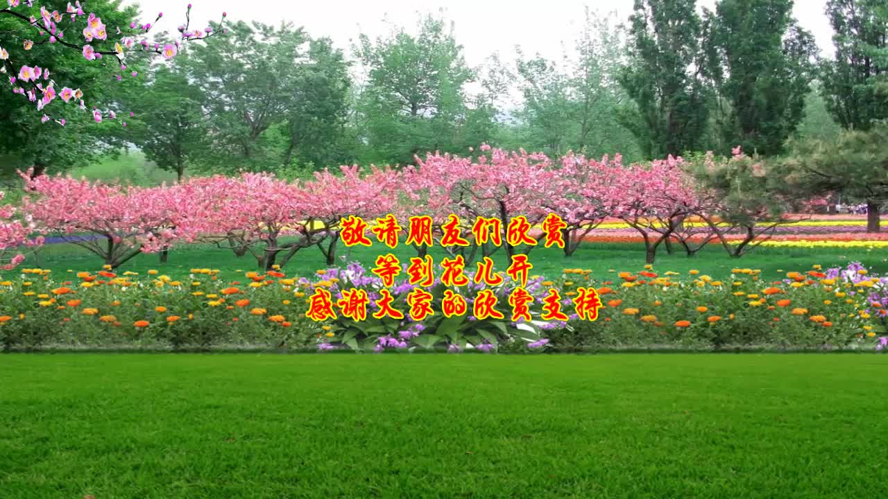 广场舞《等到花儿开》旋律优美醉人,简单好看又好学