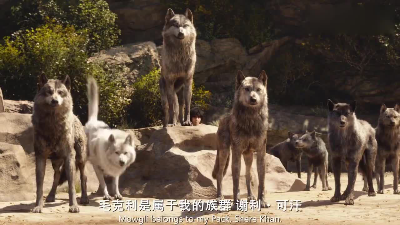 奇幻森林:男孩从小被狼养大,却被老虎追杀,最终战胜森林之王