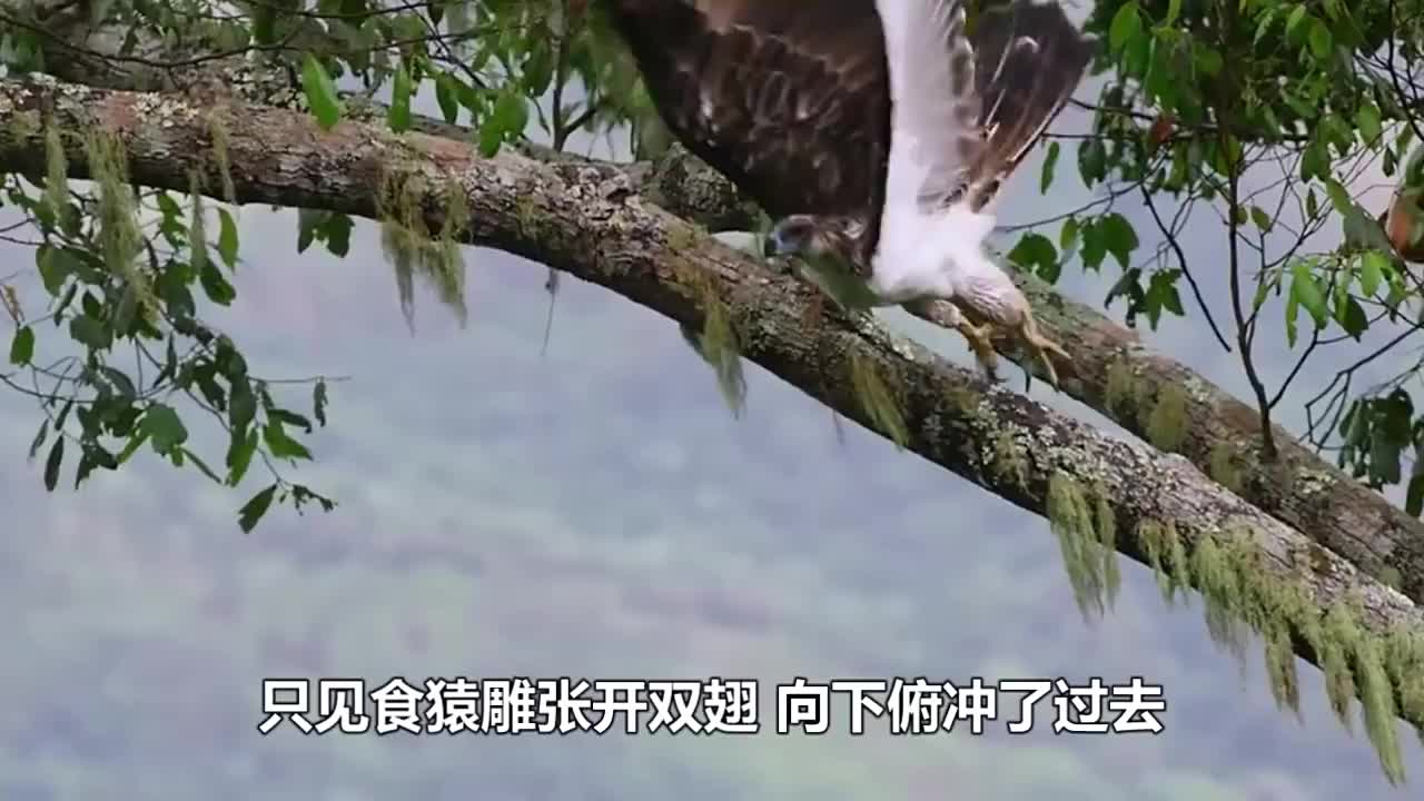 食猿雕抓猴子喂食幼崽,手段极其残忍,镜头拍下全过程