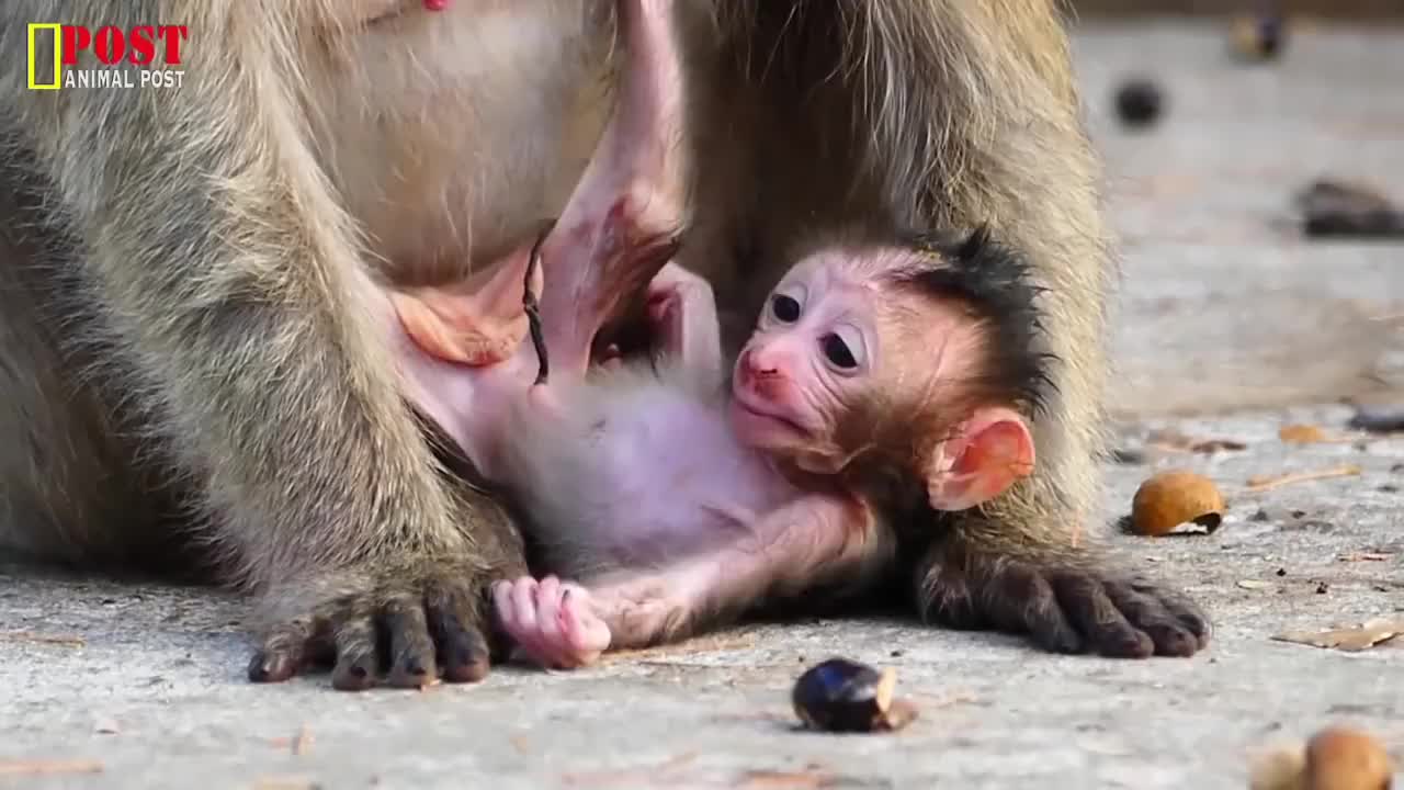心大的猴妈把刚出生的小毛猴放在地上不怕着凉吗