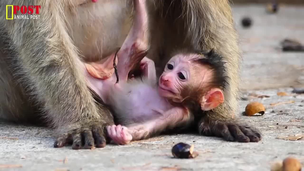 心大的猴媽把剛出生的小毛猴放在地上不怕著涼嗎