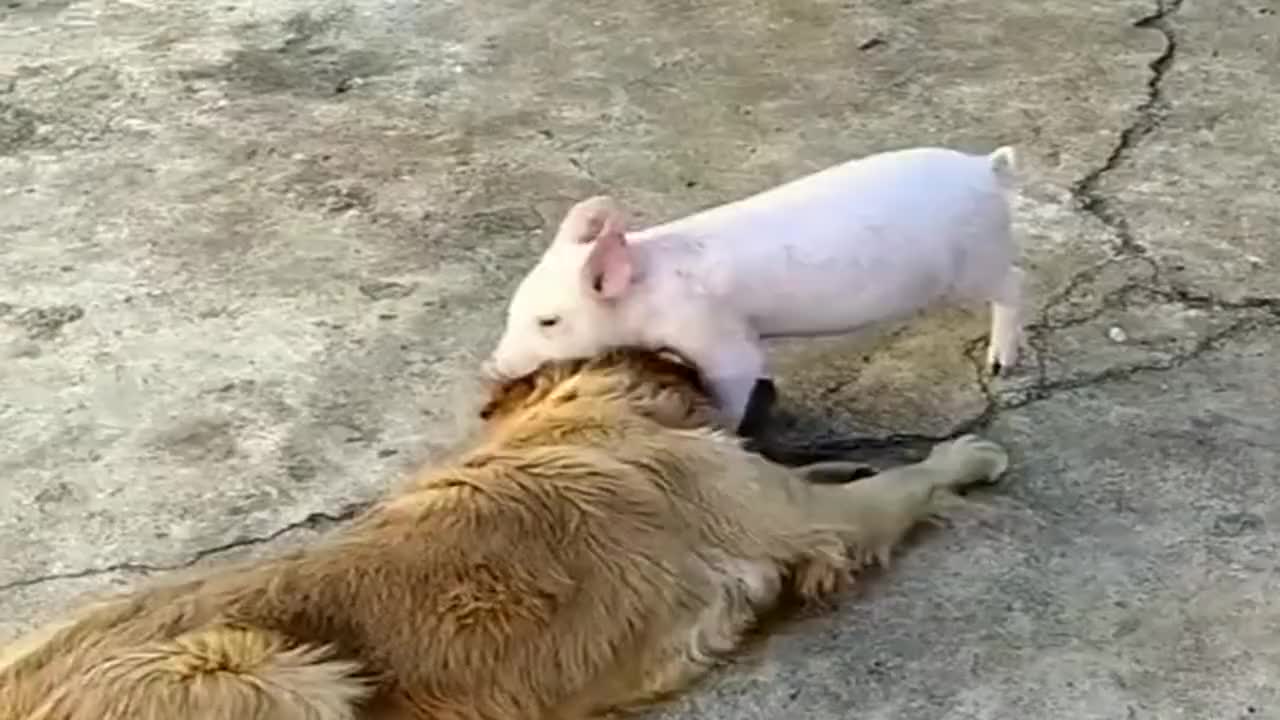 金毛和家里的小奶猪打架,没想到狗子还是不敌二师兄,被拱翻了!
