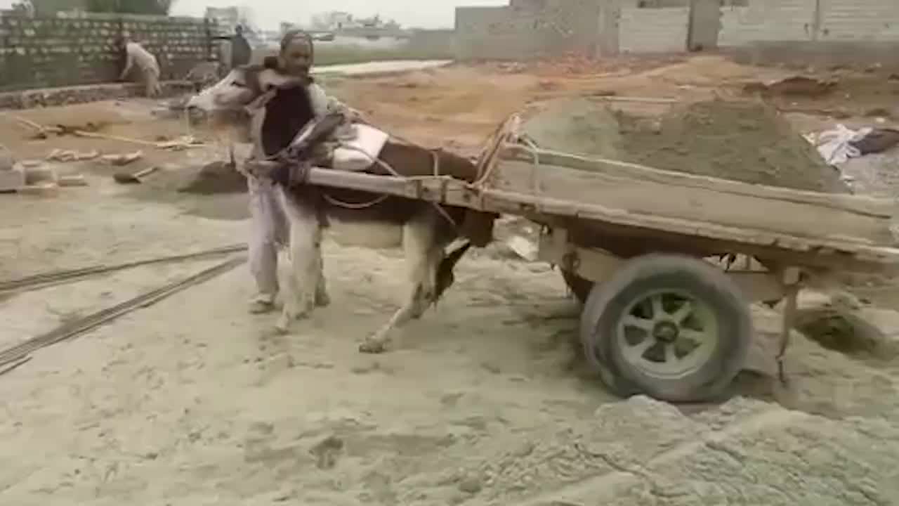 搞笑动物来临,这卸货