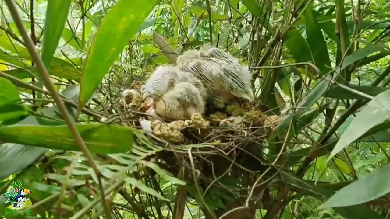 这么不讲究的鸟窝,我看也就只有斑鸠了